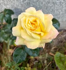 Mina rosor! 🌹